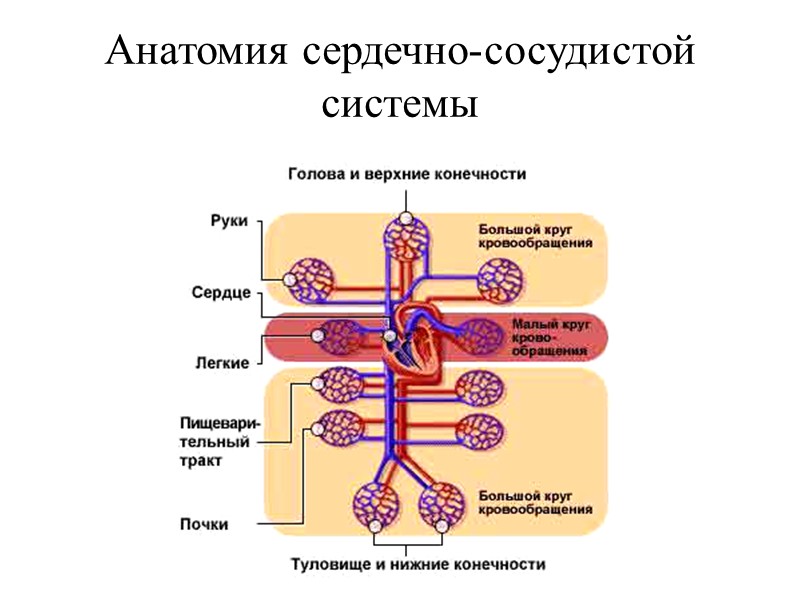 Анатомия сердечно-сосудистой системы
